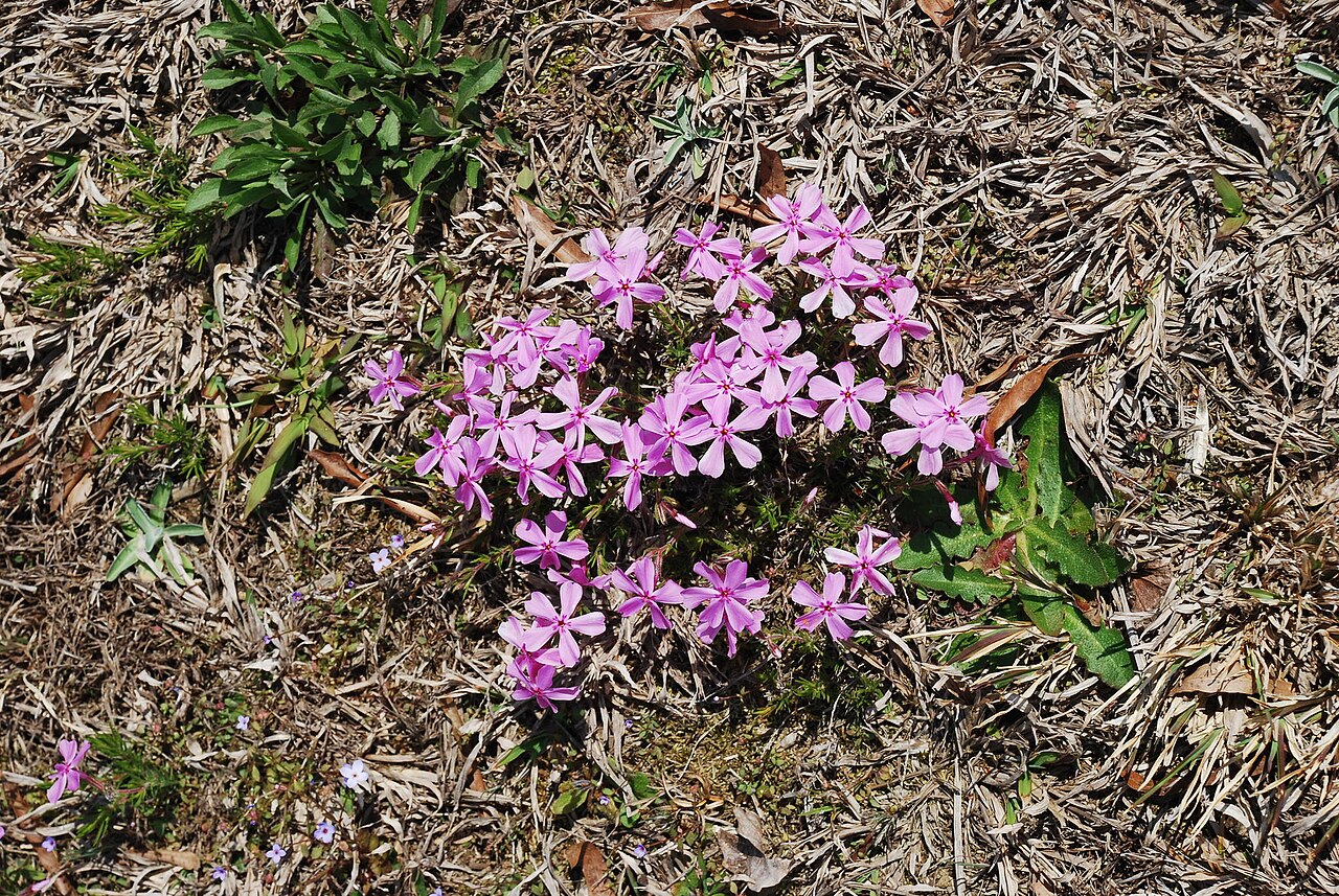 Trailing Phlox (Phlox nivalis) - PlantNative.org Trailing phlox (Phlox nivalis) mat in bloom in sandy pine-barren habitat