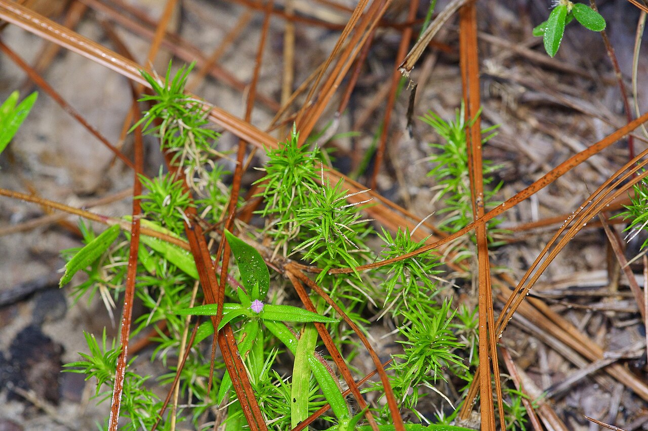 Trailing Phlox (Phlox nivalis) - PlantNative.org Trailing phlox (Phlox nivalis) low mat-forming foliage habit among pine needles in East Texas