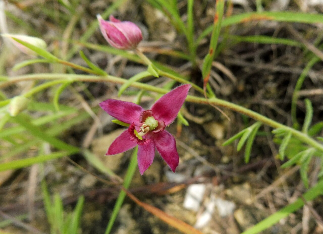 Trailing Ratany (Krameria lanceolata) - PlantNative.org Close-up of a trailing ratany (Krameria lanceolata) magenta-purple flower with fringed petals and a flower bud beside it