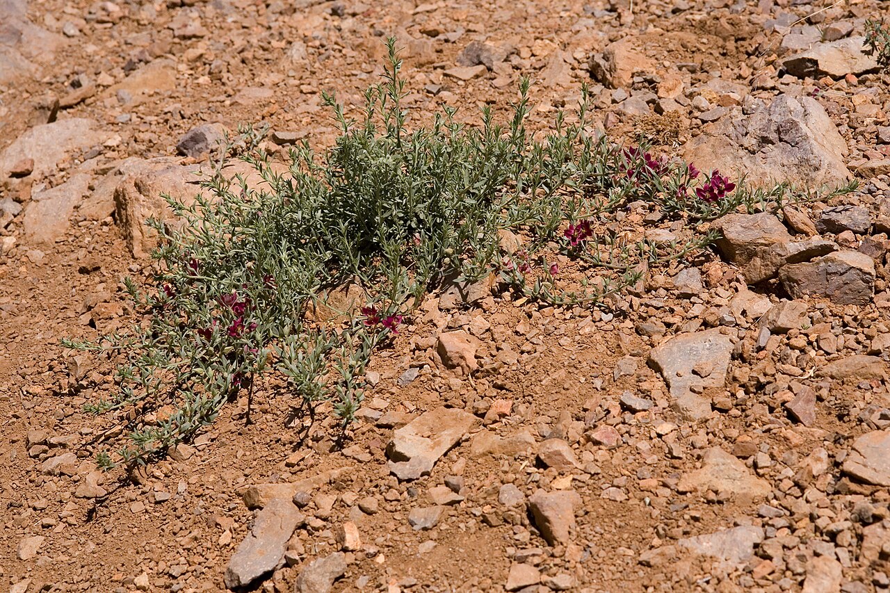 Trailing Ratany (Krameria lanceolata) - PlantNative.org Trailing ratany (Krameria lanceolata) growing low and sprawling among rocky gravel near the Organ Mountains, New Mexico