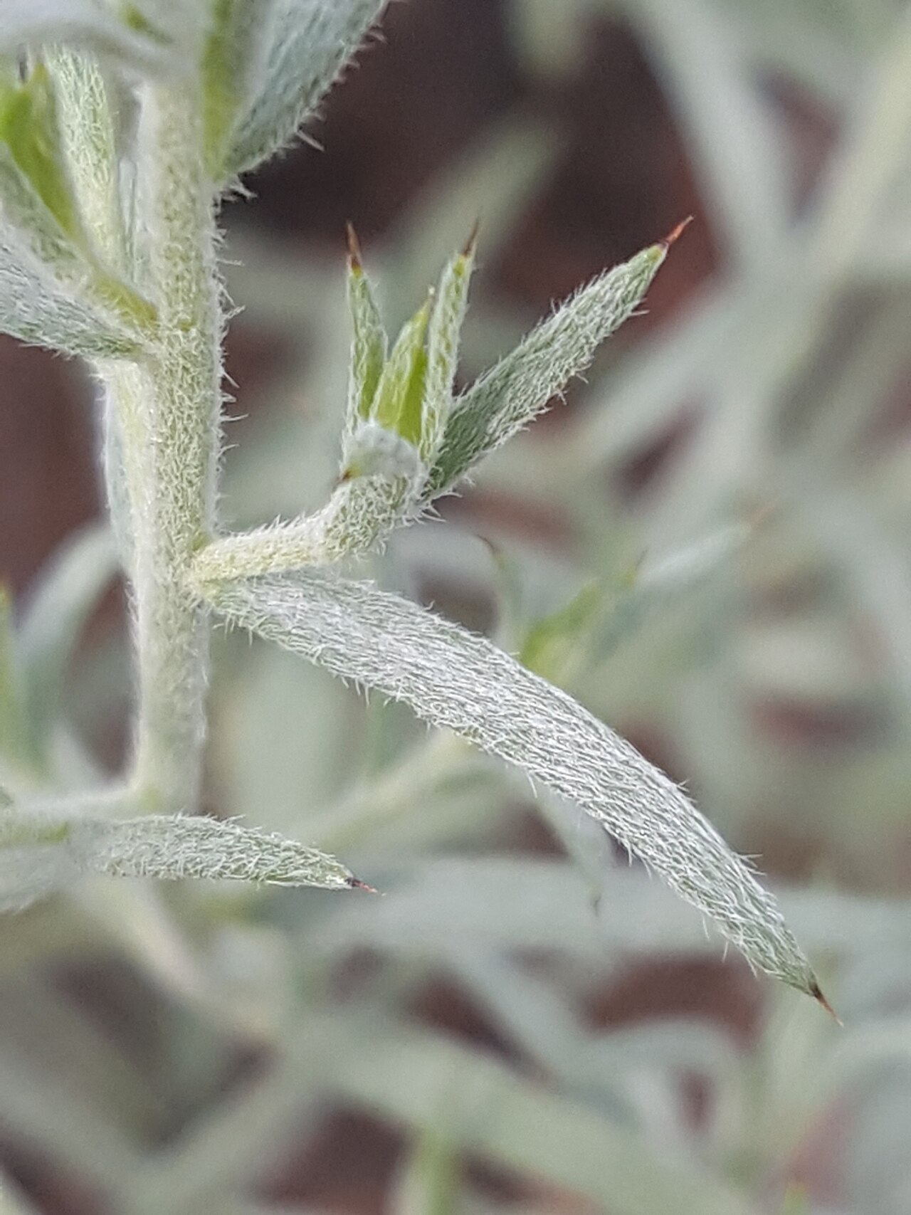 Trailing Ratany (Krameria lanceolata) - PlantNative.org Close view of the silvery, hairy stems and narrow leaves of trailing ratany (Krameria lanceolata)