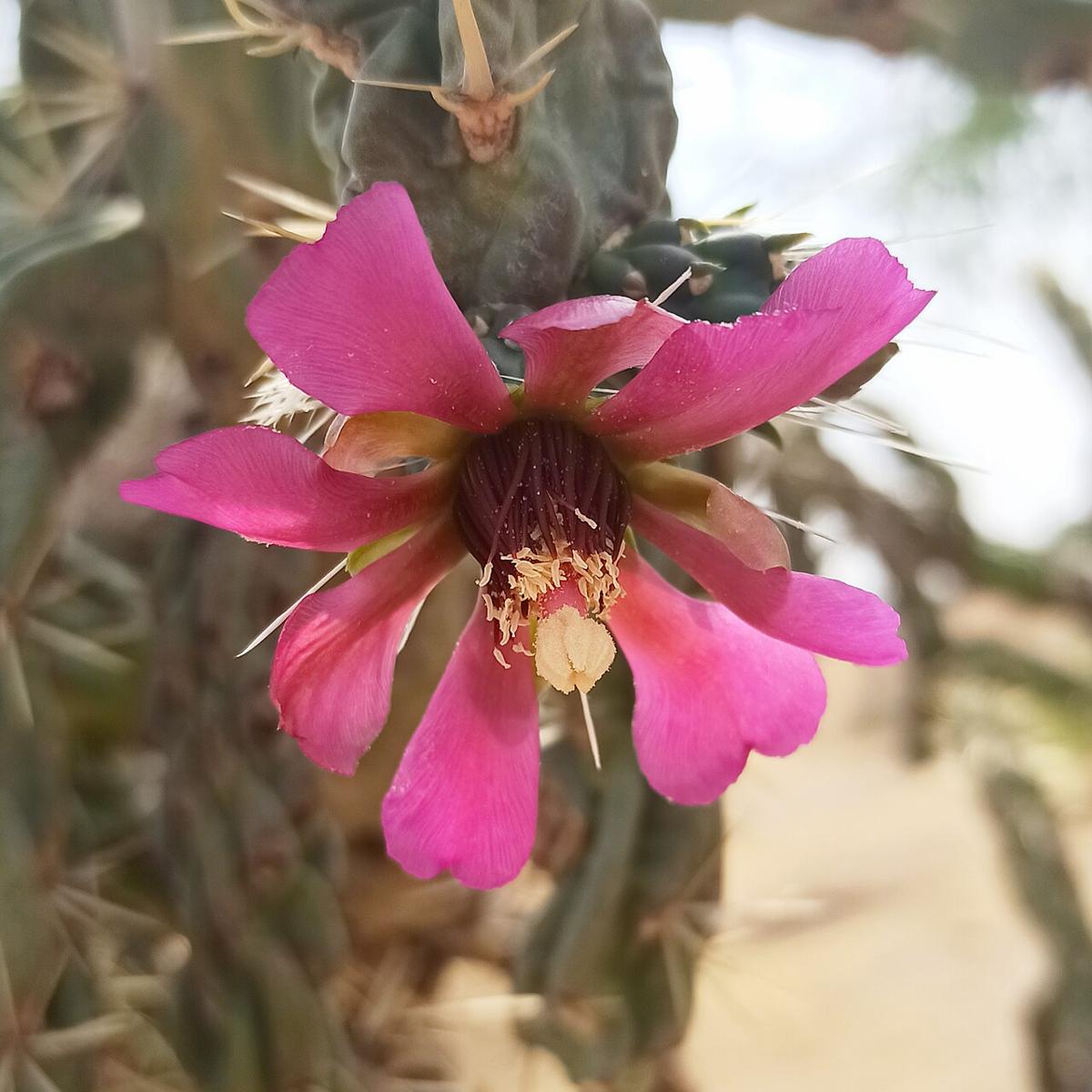 Tree Cholla (Cylindropuntia imbricata) - PlantNative.org Close-up of a magenta-pink tree cholla (Cylindropuntia imbricata) flower with pale stigmas