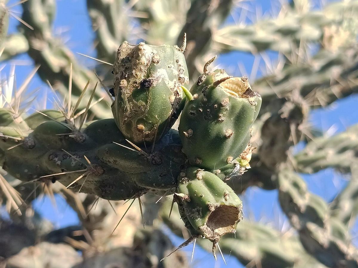 Tree Cholla (Cylindropuntia imbricata) - PlantNative.org Close-up of yellow fruit and long papery spines on a tree cholla (Cylindropuntia imbricata) stem