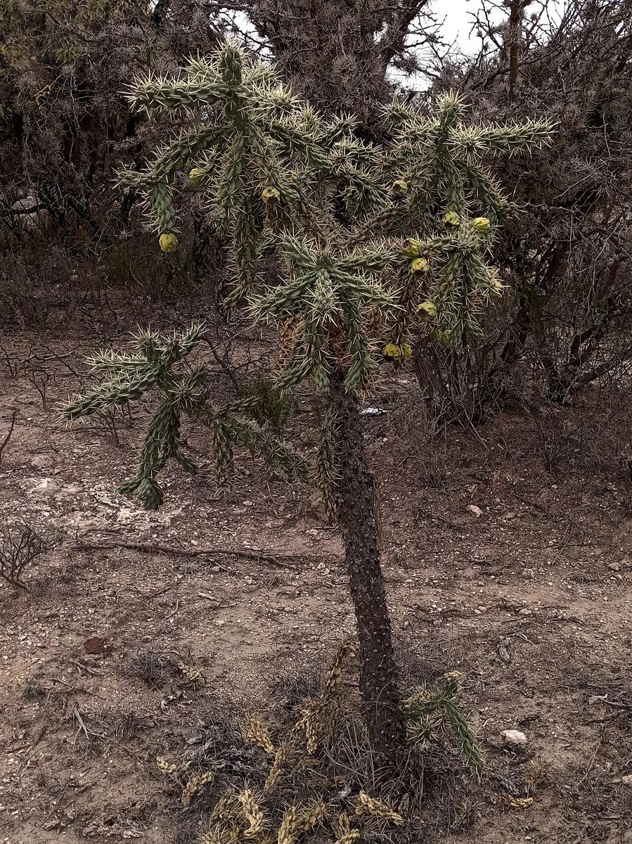 Tree Cholla (Cylindropuntia imbricata) - PlantNative.org Tree cholla (Cylindropuntia imbricata) whole plant with yellow fruit growing in open woodland