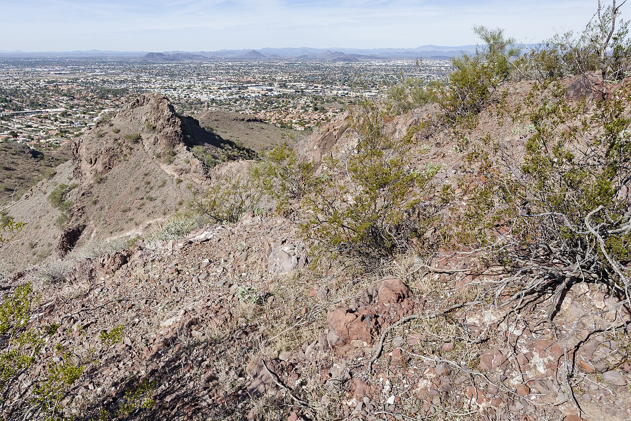 Triangle-leaf Bursage (Ambrosia deltoidea) - PlantNative.org Rocky Sonoran Desert hillside habitat in the Phoenix Mountains, Arizona, with triangle-leaf bursage and other desert shrubs