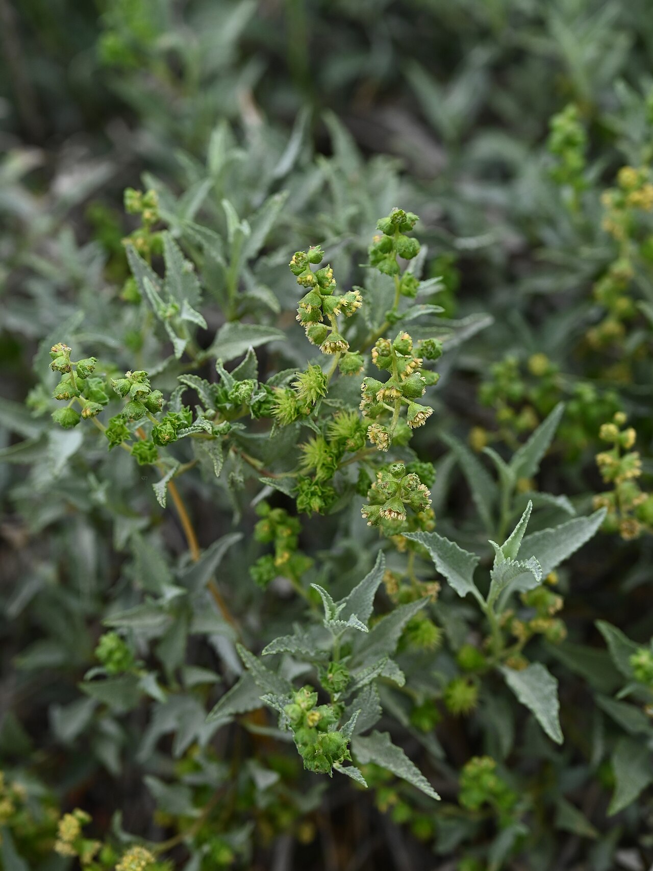 Triangle-leaf Bursage (Ambrosia deltoidea) - PlantNative.org Close-up of triangle-leaf bursage (Ambrosia deltoidea) showing gray-green triangular toothed leaves and small greenish-yellow flower spikes