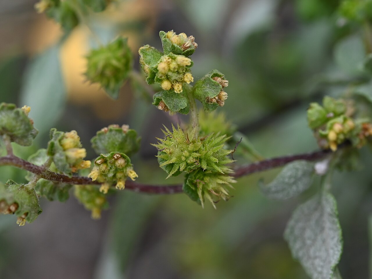 Triangle-leaf Bursage (Ambrosia deltoidea) - PlantNative.org Triangle-leaf bursage (Ambrosia deltoidea) rounded gray-green shrub with small flower clusters in the Sonoran Desert
