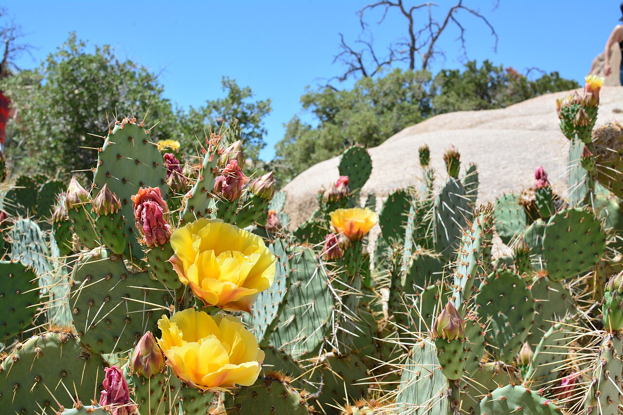 Tulip Prickly Pear (Opuntia phaeacantha) - PlantNative.org Tulip Prickly Pear (Opuntia phaeacantha) clump covered in large yellow and apricot-orange flowers among spiny pads
