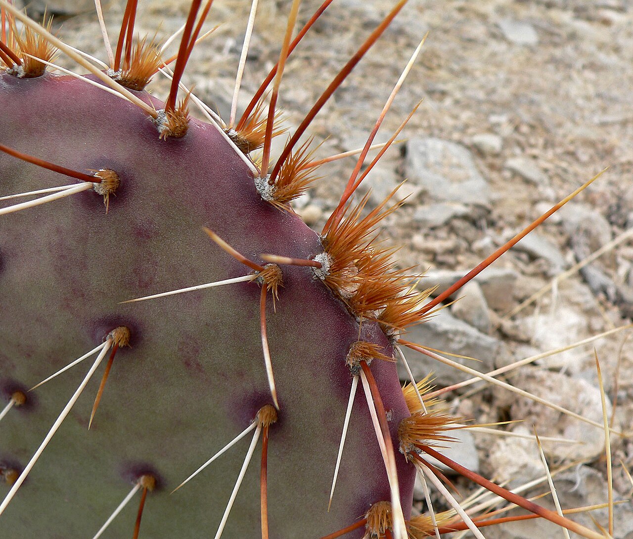 Tulip Prickly Pear (Opuntia phaeacantha) - PlantNative.org Close-up of Tulip Prickly Pear (Opuntia phaeacantha) pad showing purple-tinged skin and long straw-colored spines with golden glochids