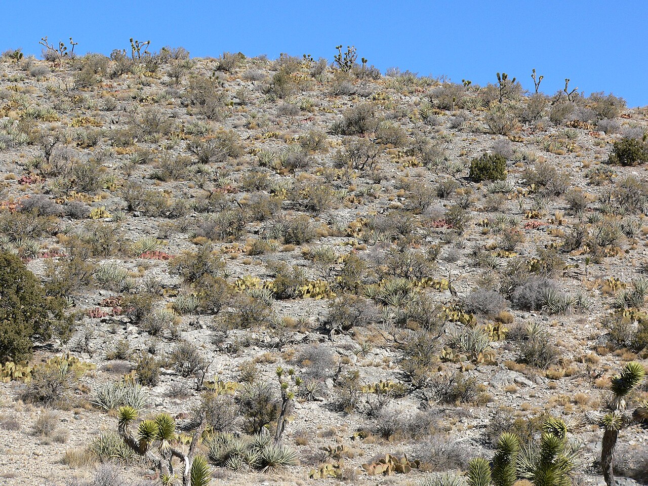 Tulip Prickly Pear (Opuntia phaeacantha) - PlantNative.org Hillside in the Mojave Desert covered with scattered Tulip Prickly Pear (Opuntia phaeacantha) clumps among Joshua trees and desert scrub