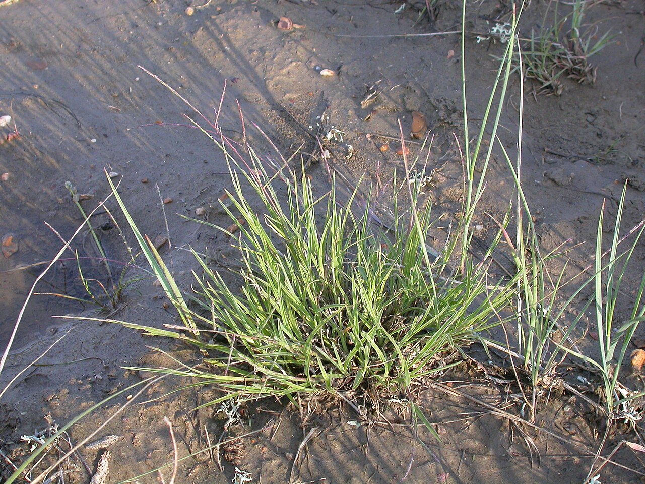 Tumblegrass (Schedonnardus paniculatus) - PlantNative.org Close-up of an isolated Tumblegrass (Schedonnardus paniculatus) bunch showing its sparse, low growth habit