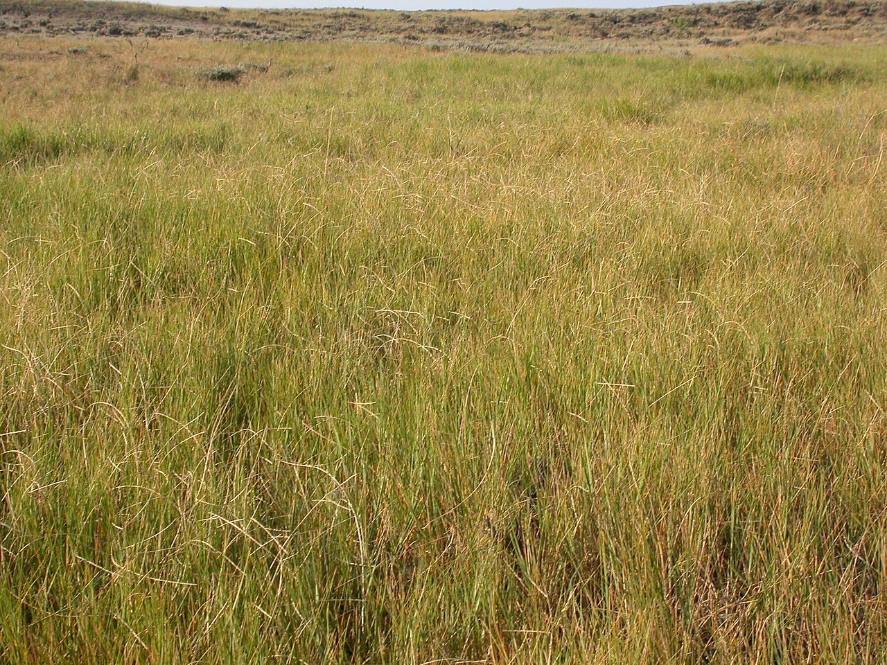 Tumblegrass (Schedonnardus paniculatus) - PlantNative.org A dense stand of Tumblegrass (Schedonnardus paniculatus) covering a shortgrass prairie slope