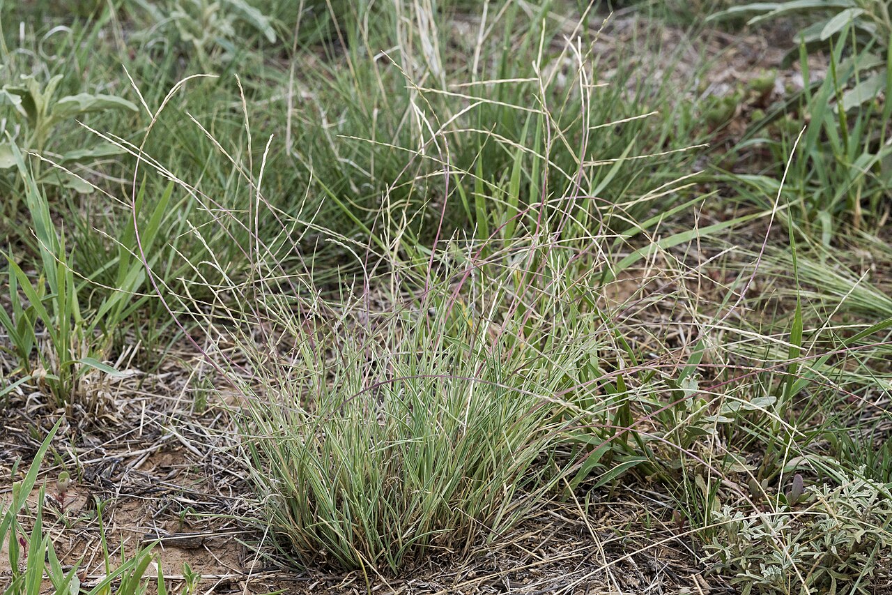 Tumblegrass (Schedonnardus paniculatus) - PlantNative.org Tumblegrass (Schedonnardus paniculatus) showing its curved, zigzag-branched flowering stalks