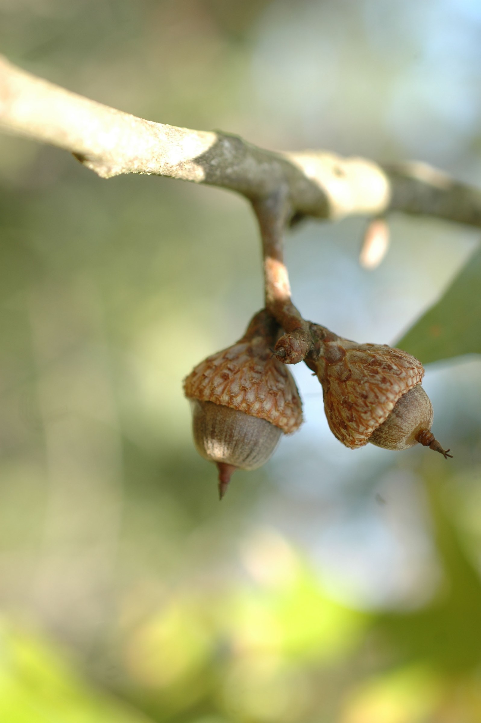 Turkey Oak (Quercus laevis) - PlantNative.org Pair of Turkey Oak (Quercus laevis) acorns with shaggy-scaled caps hanging from a bare twig