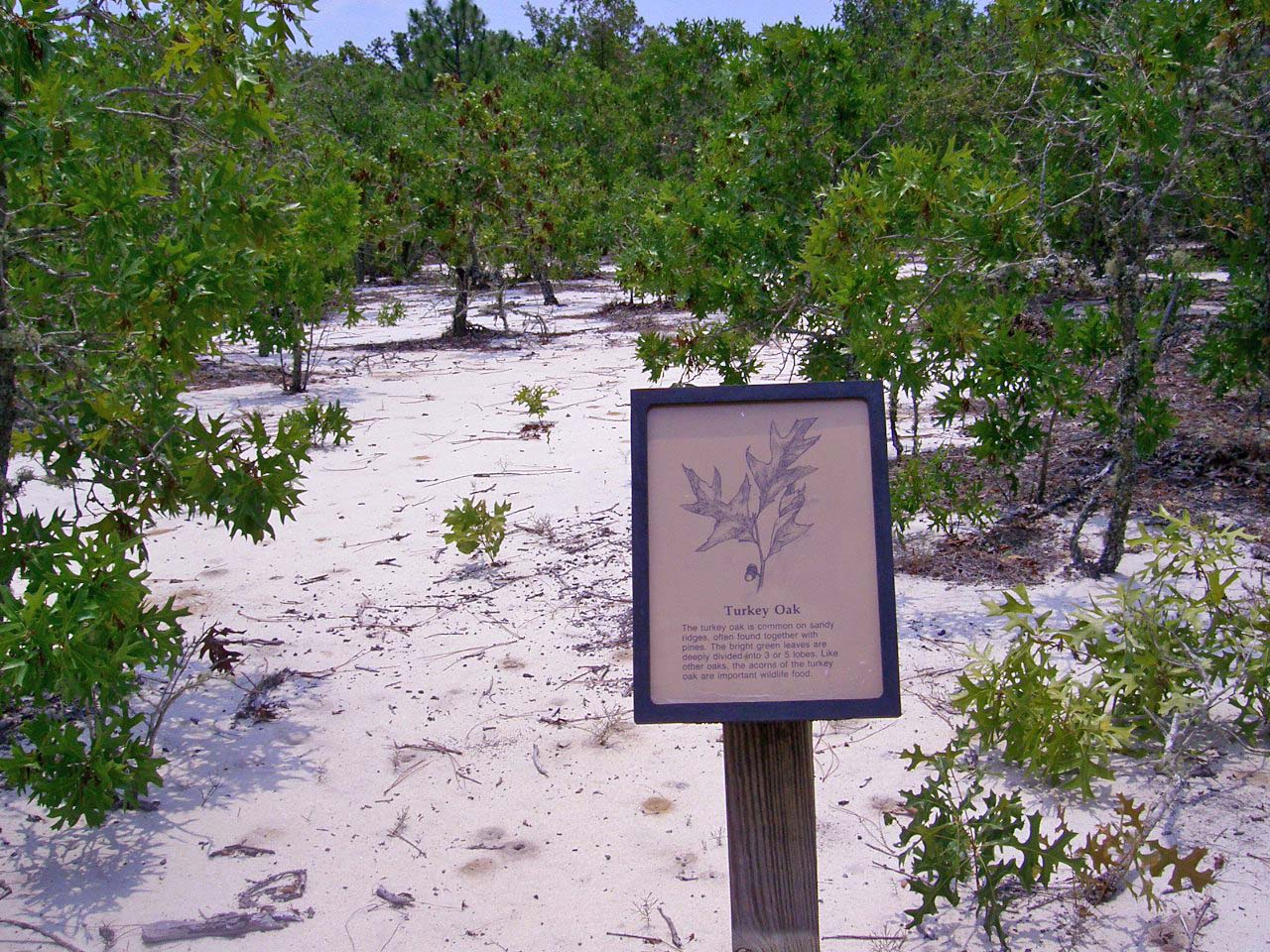 Turkey Oak (Quercus laevis)