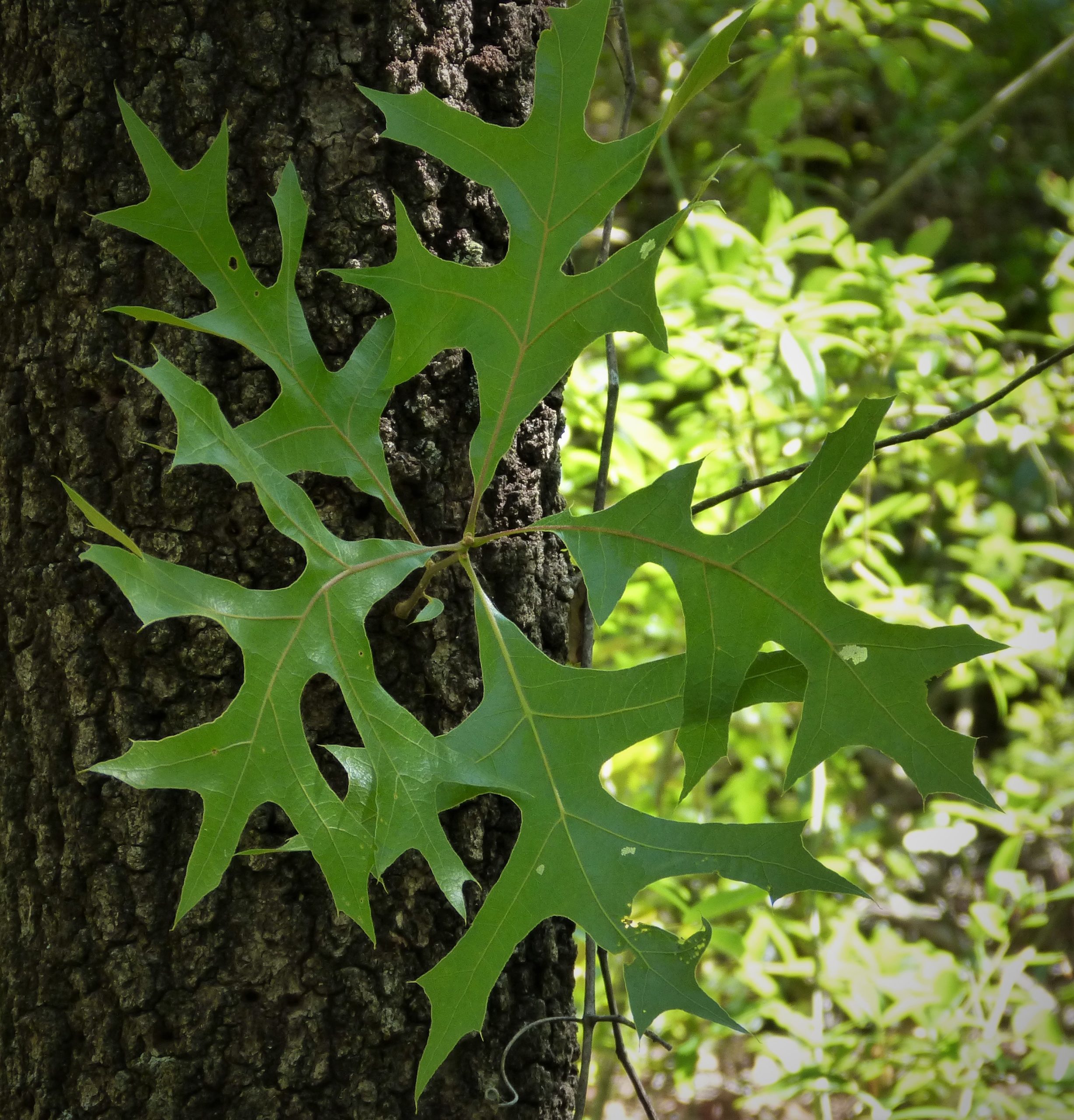 Turkey Oak (Quercus laevis) - PlantNative.org Close-up of Turkey Oak (Quercus laevis) leaves showing deep, narrow, sickle-shaped lobes that give the leaf its turkey-foot silhouette