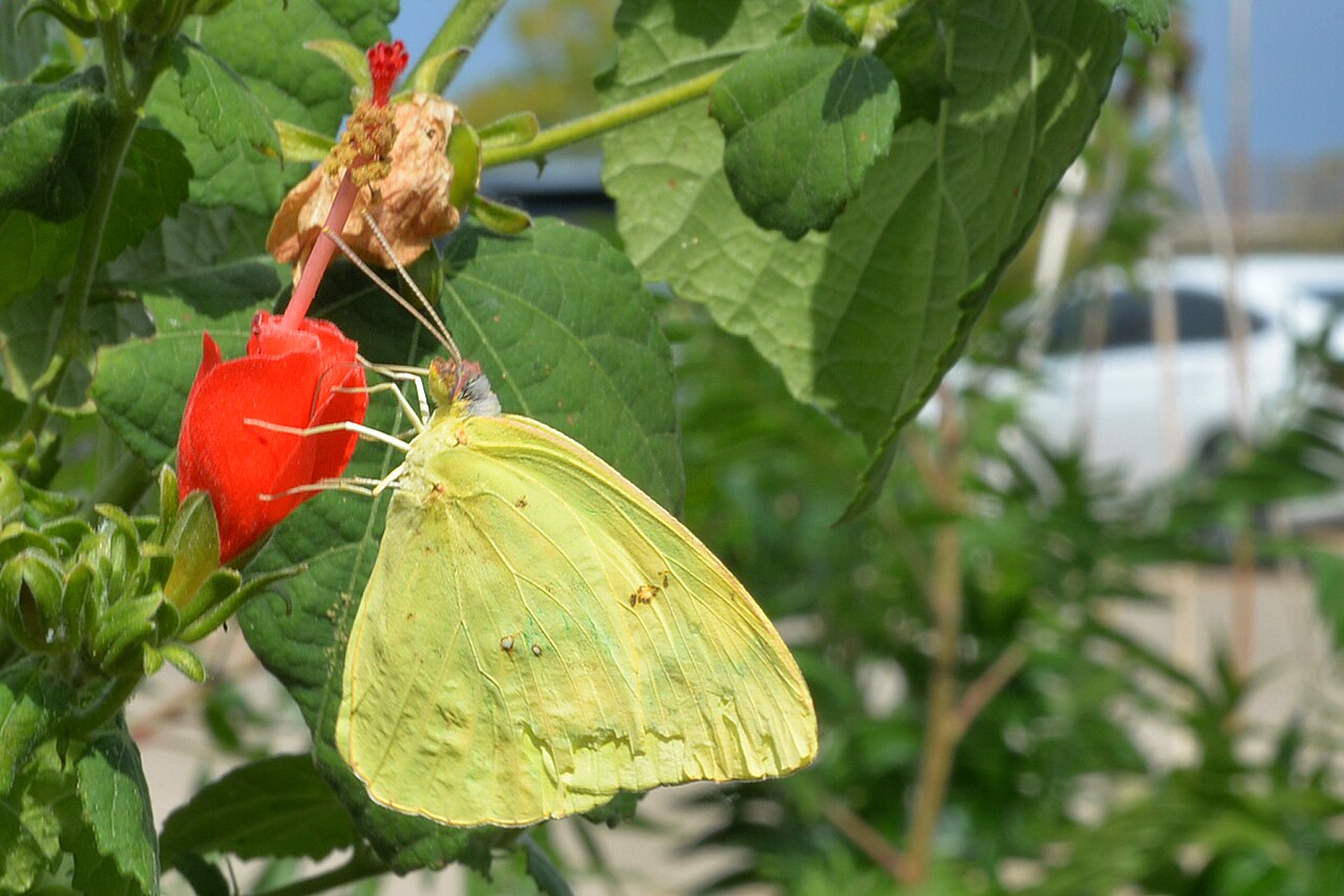 Turk's Cap (Malvaviscus arboreus var. drummondii) - PlantNative.org A Cloudless Sulphur butterfly feeding on a Turk's cap (Malvaviscus arboreus var. drummondii) flower in Texas