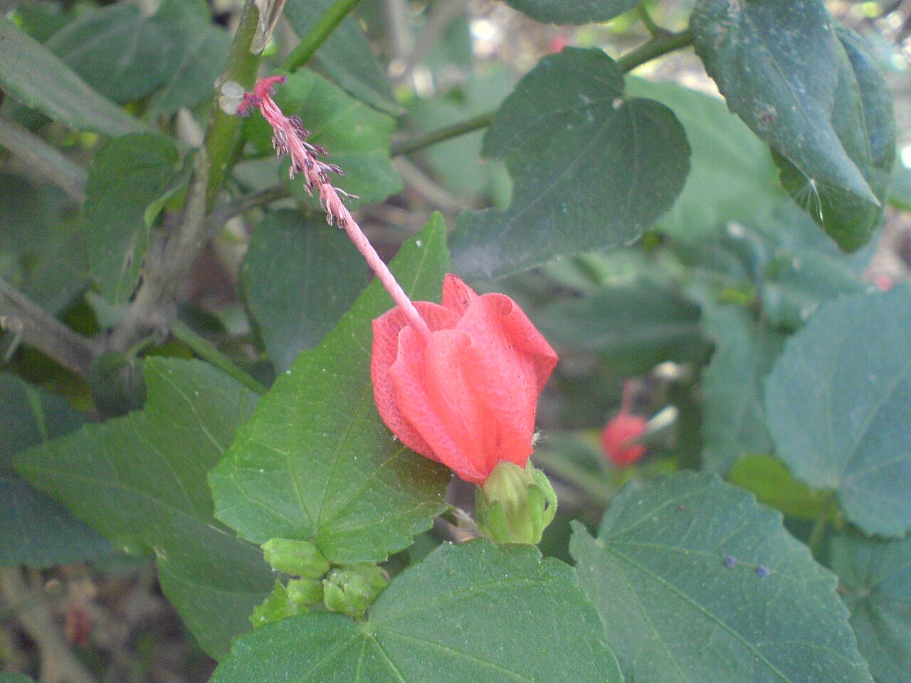 Turk's Cap (Malvaviscus arboreus var. drummondii) - PlantNative.org Close-up of a single Turk's cap (Malvaviscus arboreus var. drummondii) flower showing the spiraled red petals and long protruding staminal column