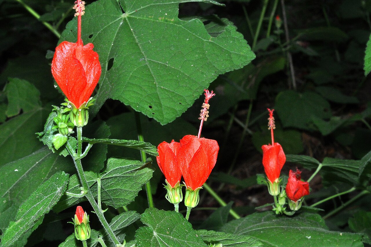 Turk's Cap (Malvaviscus arboreus var. drummondii) - PlantNative.org Turk's cap (Malvaviscus arboreus var. drummondii) shrub with several bright red twisted flowers among large heart-shaped leaves