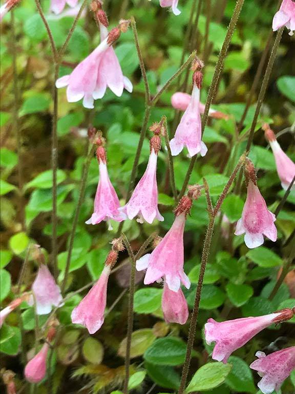 Twinflower (Linnaea borealis) - PlantNative.org Pink and white paired twinflower (Linnaea borealis) blossoms nodding above a mat of small glossy leaves in Alaska