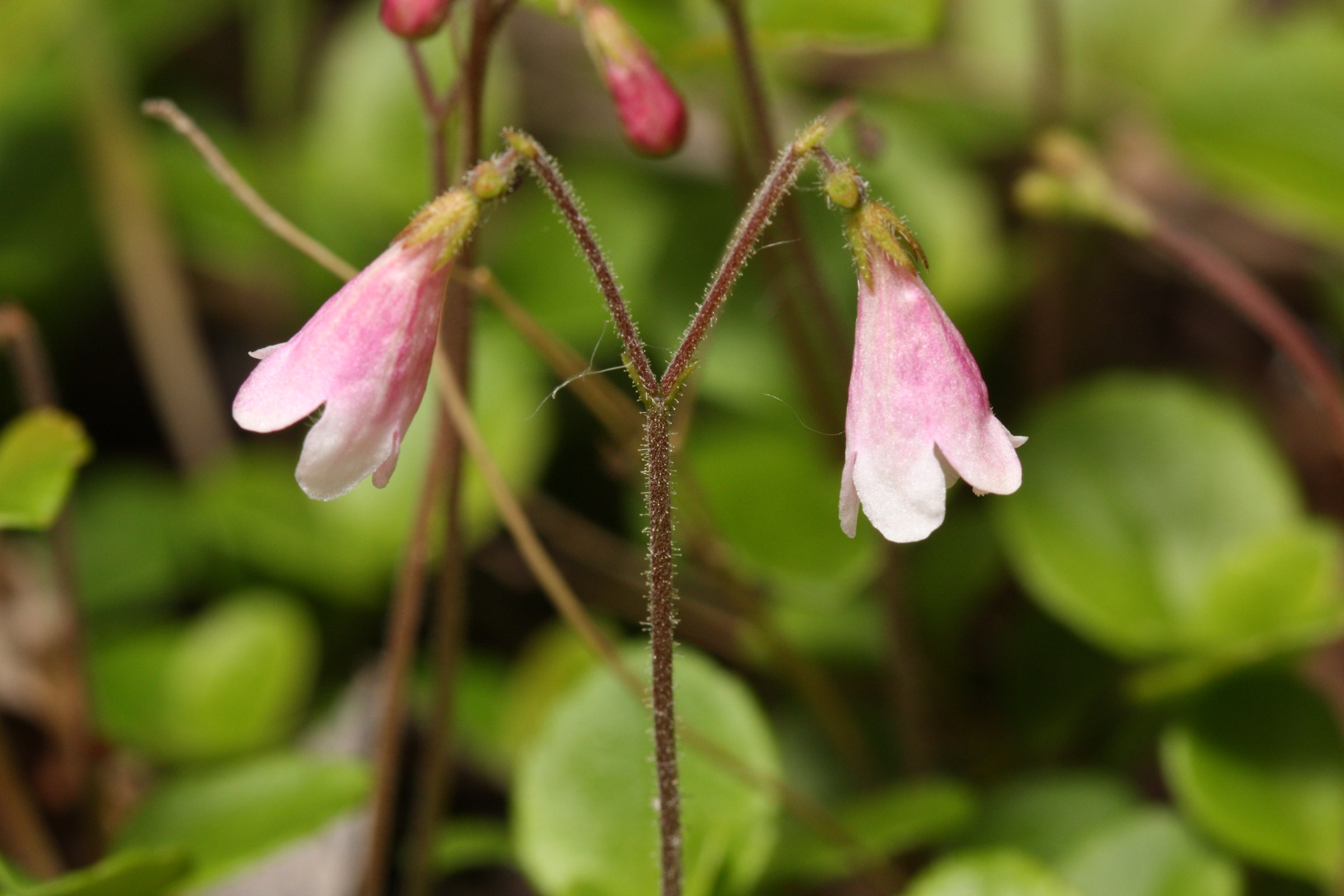 Twinflower (Linnaea borealis) - PlantNative.org Twinflower (Linnaea borealis) trailing through moss and leaf litter on the forest floor in Alaska