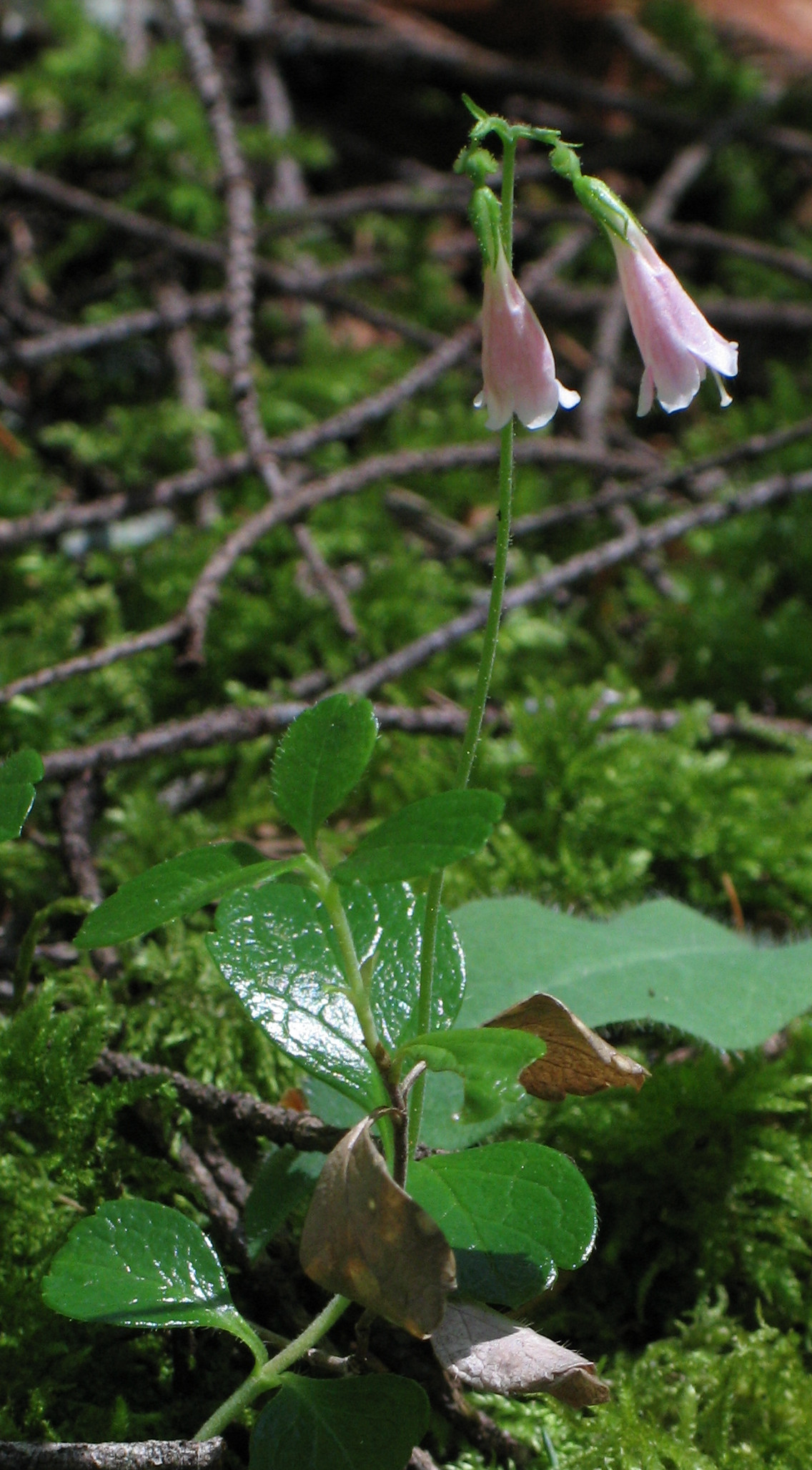 Twinflower (Linnaea borealis) - PlantNative.org Close-up of paired twinflower (Linnaea borealis) blossoms on a hairy stalk above small rounded leaves