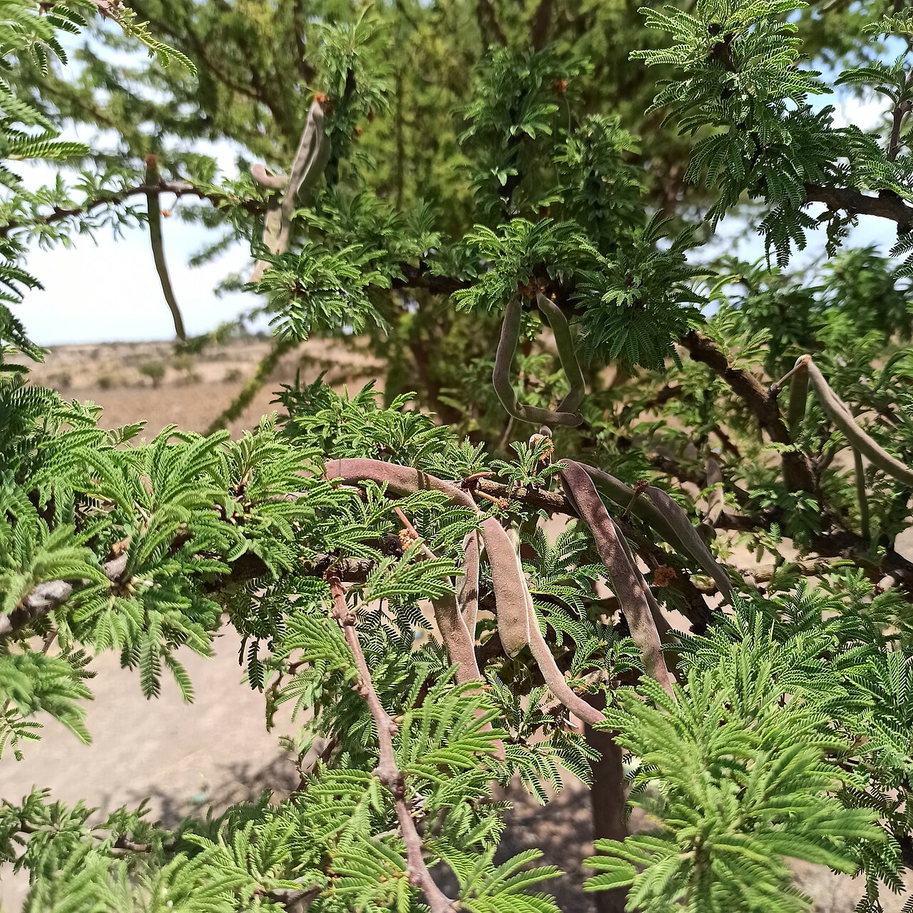 Twisted Acacia (Vachellia schaffneri) - PlantNative.org Twisted Acacia (Vachellia schaffneri) covered in round yellow puffball flowers with curled, twisted seed pods from the previous season