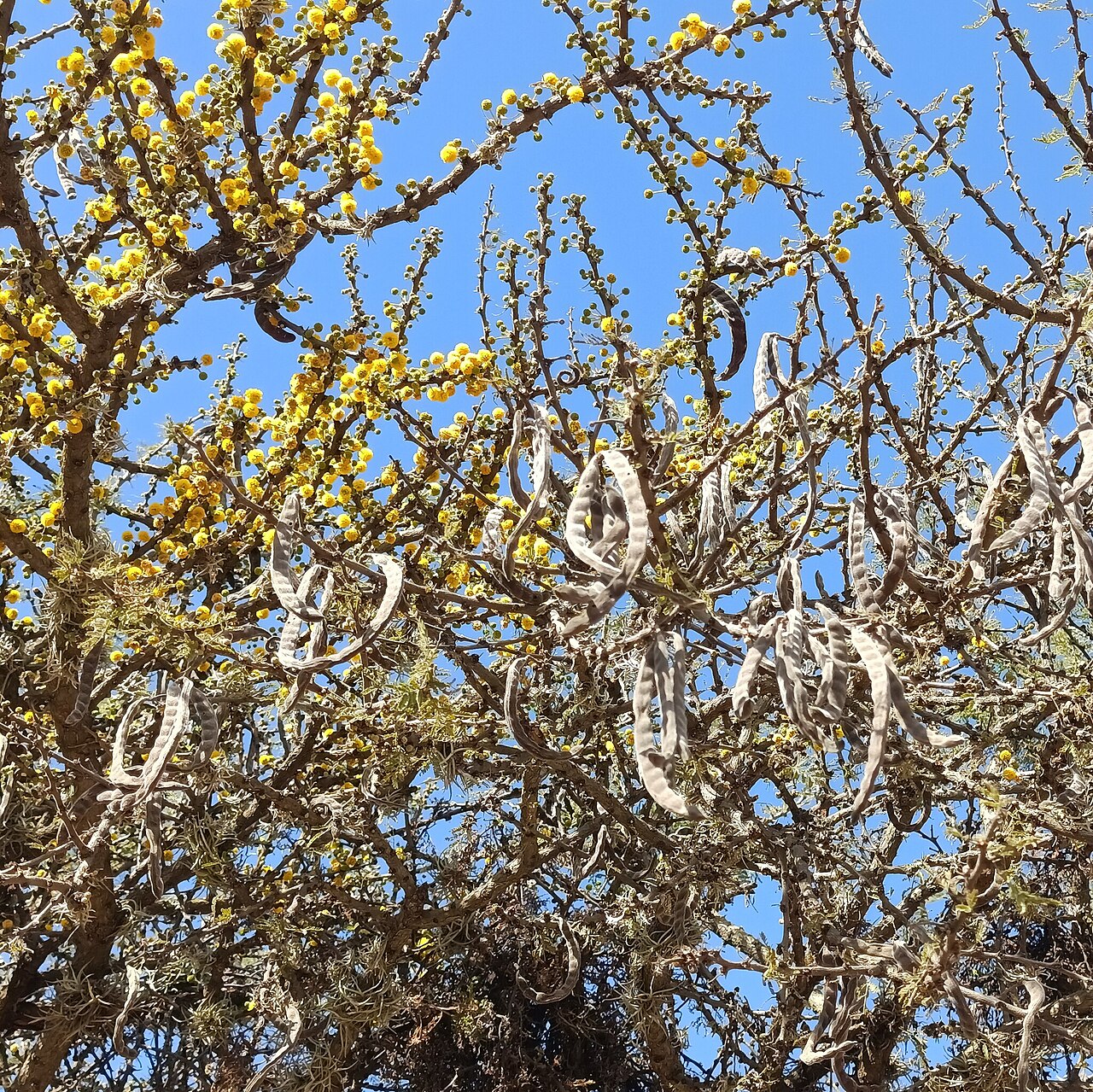 Twisted Acacia (Vachellia schaffneri) - PlantNative.org Fine bipinnately compound foliage of Twisted Acacia (Vachellia schaffneri) with twisted, drooping seed pods