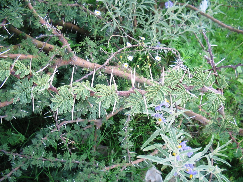Twisted Acacia (Vachellia schaffneri) - PlantNative.org Close-up of the paired straight whitish thorns and fine bipinnately compound leaves of Twisted Acacia (Vachellia schaffneri)