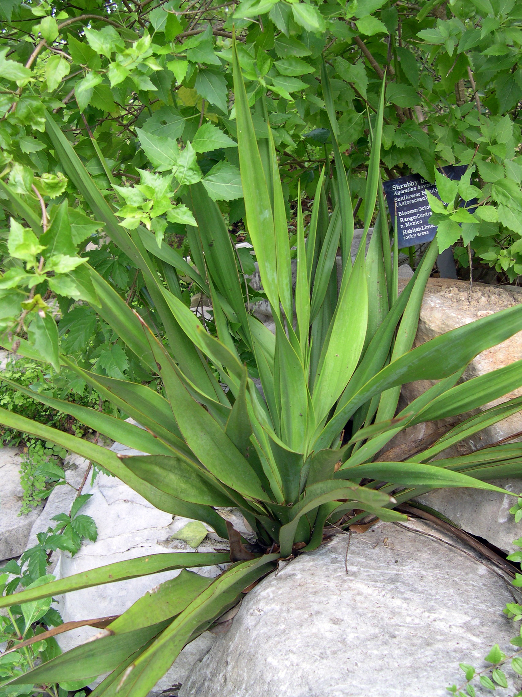 Twistleaf Yucca growing among rocks at Zilker Botanical Garden in Austin, Texas, labeled Twisted Leaf Yucca