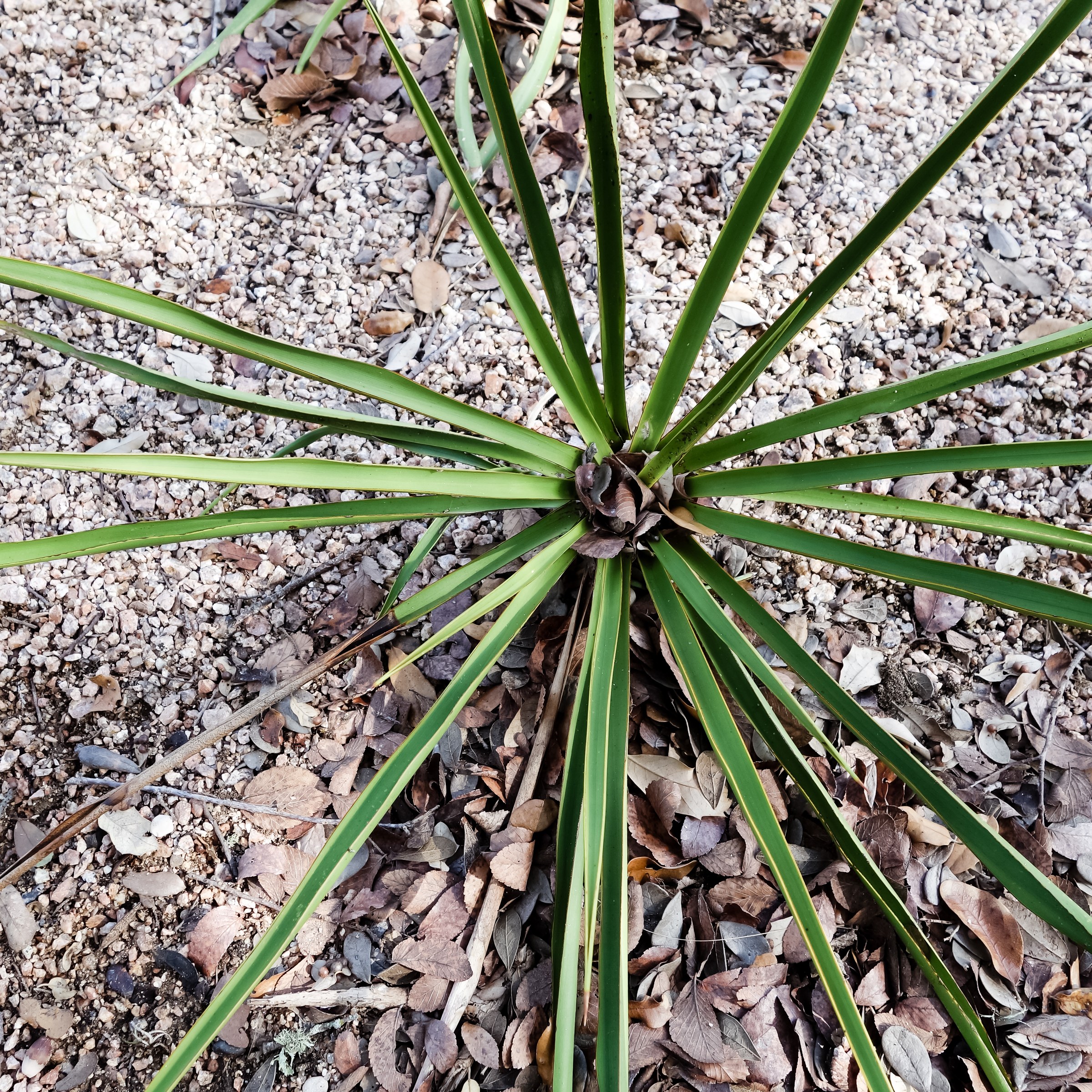 Overhead view of Twistleaf Yucca showing the twisting, curving leaf blades radiating from the rosette center