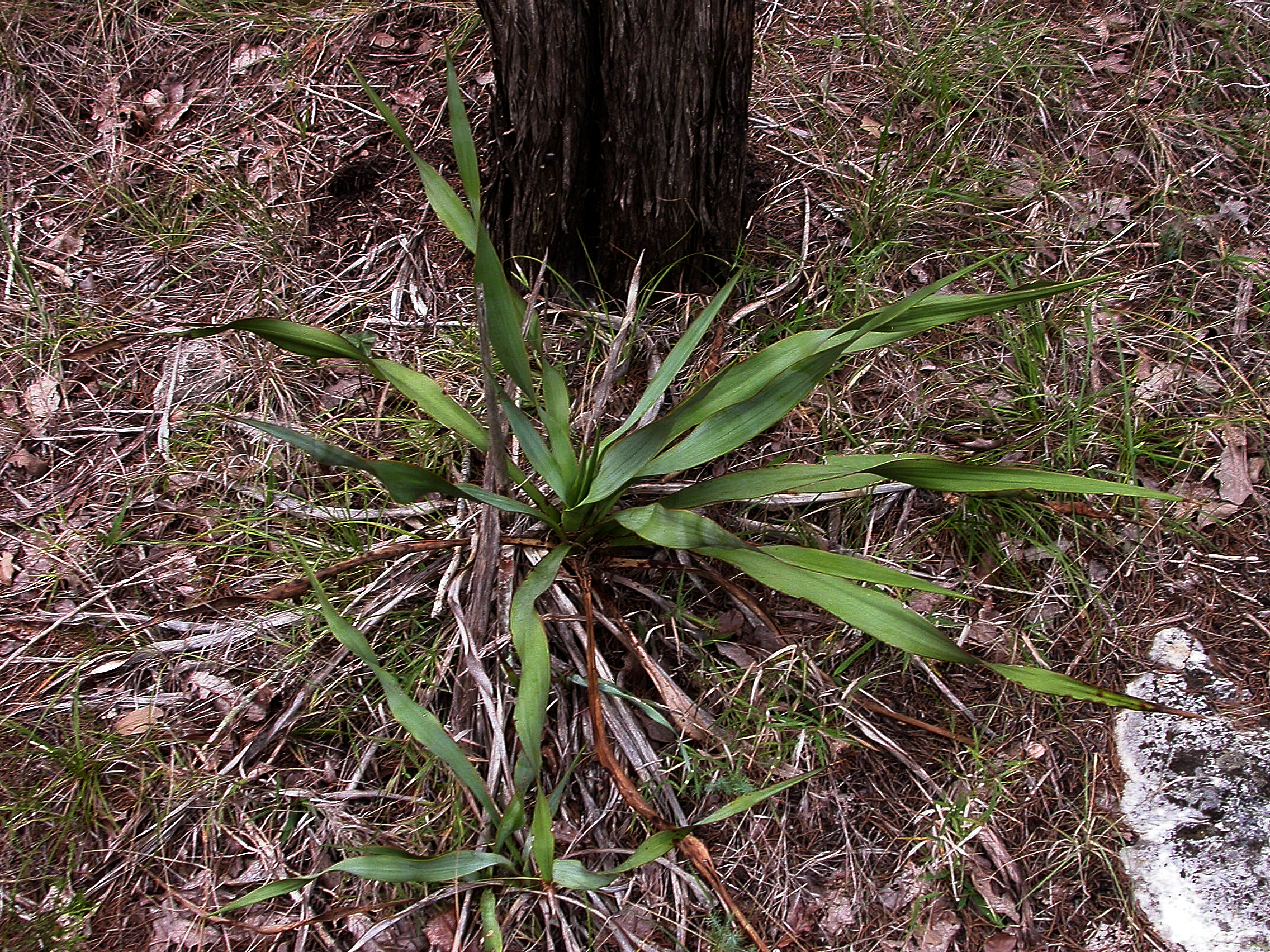 Twistleaf Yucca (Yucca rupicola) rosette of curling blue-green leaves at the base of a tree