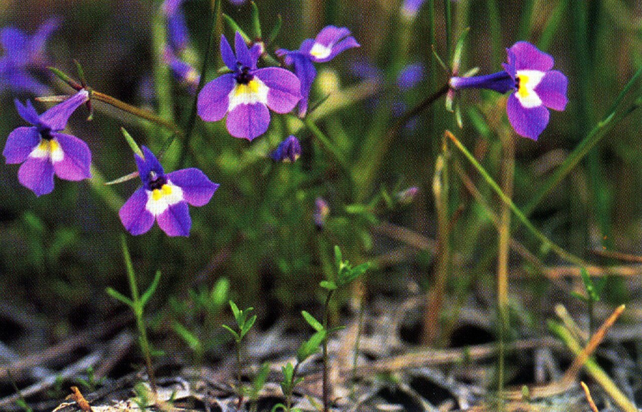 Two-Horned Calicoflower (Downingia bicornuta) - PlantNative.org A patch of two-horned calicoflower (Downingia bicornuta) blooming in violet-blue clusters among grasses at the edge of a drying vernal pool