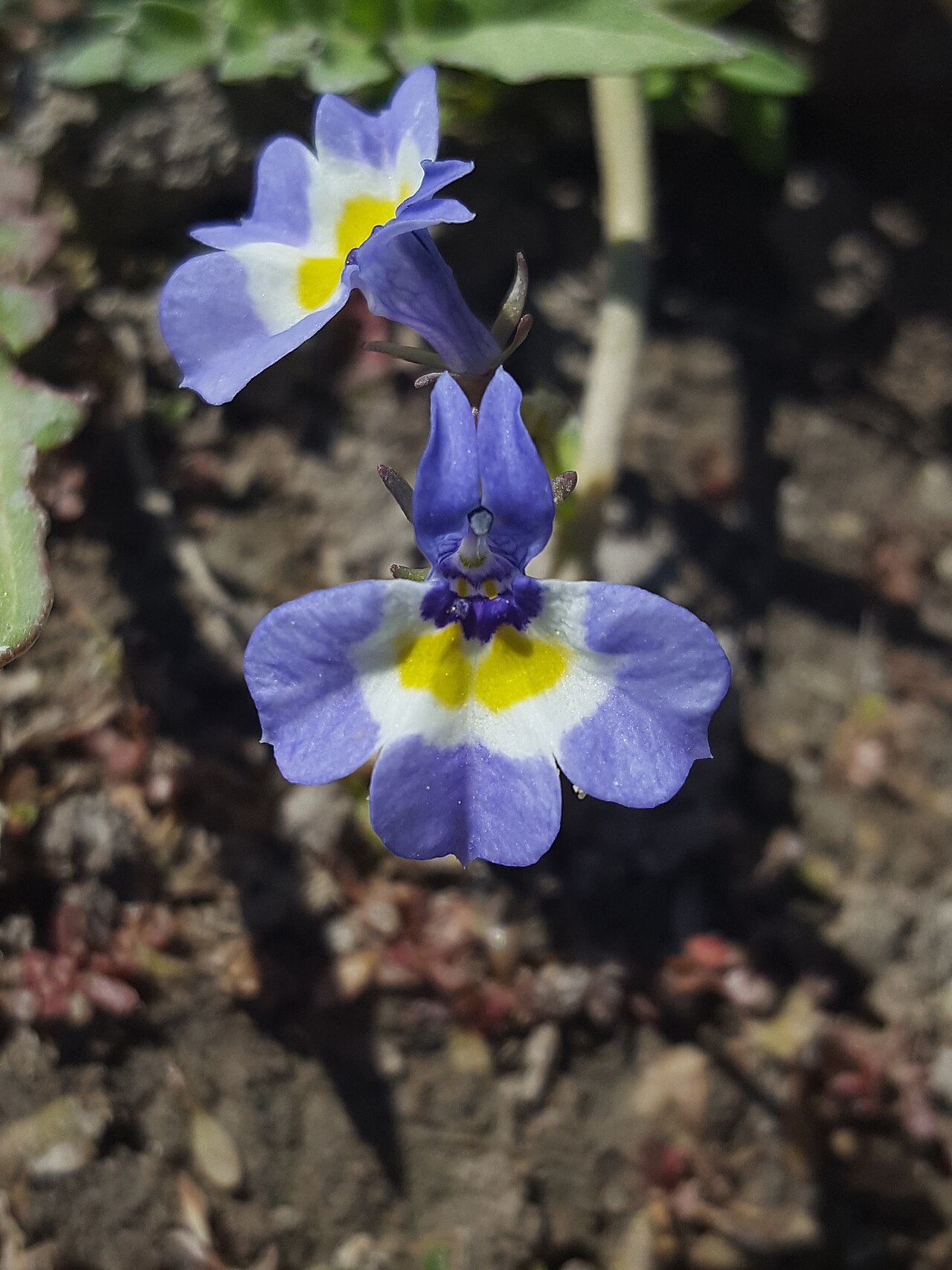 Two-Horned Calicoflower (Downingia bicornuta) - PlantNative.org Close-up of a two-horned calicoflower (Downingia bicornuta) flower showing violet-blue lobes, white-rimmed yellow throat patch, and the paired horn-like projections at the flower mouth