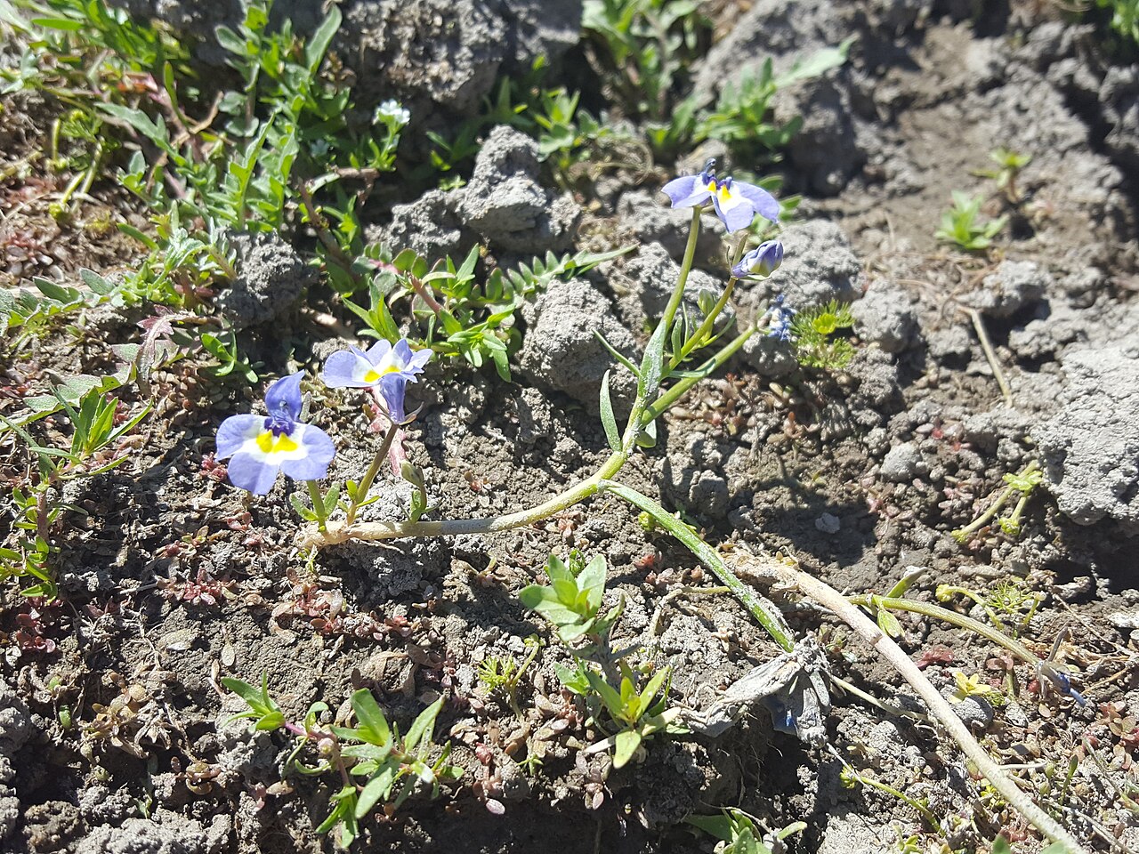 Two-Horned Calicoflower (Downingia bicornuta) - PlantNative.org Two-horned calicoflower (Downingia bicornuta) sprawling stem with several blue-violet flowers in cracked vernal pool mud