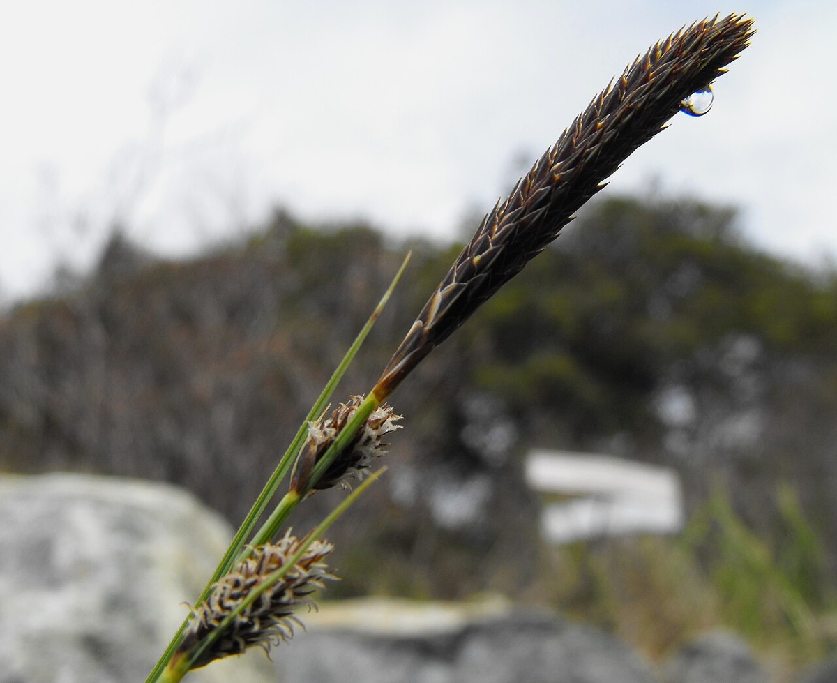 Two-tooth sedge (Carex serratodens) dark male spike above two paler, bristly female spikes on a rocky hillside