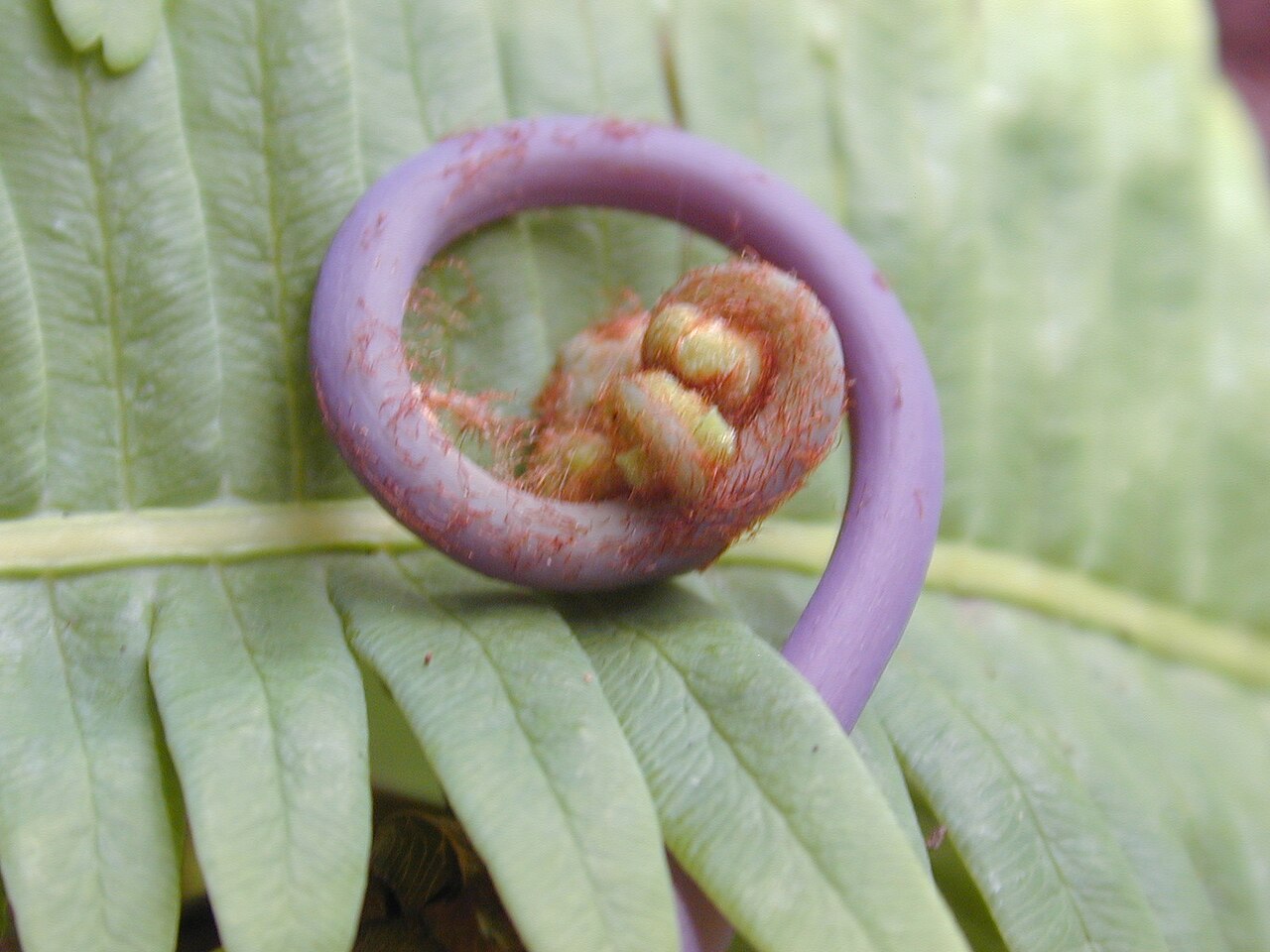 Uluhe (Dicranopteris linearis) - PlantNative.org Close-up of an uluhe (Dicranopteris linearis) fiddlehead, coiled and covered in fine rusty hairs, unfurling from a frond