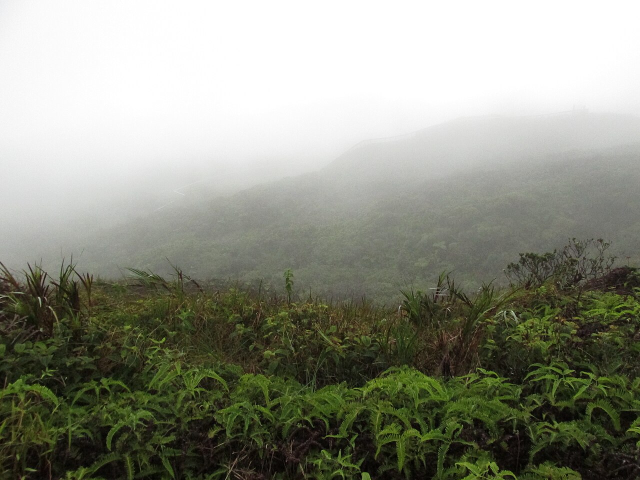 Uluhe (Dicranopteris linearis) - PlantNative.org Misty montane slope covered in dense uluhe (Dicranopteris linearis) fern thicket, Makamakaole, Maui