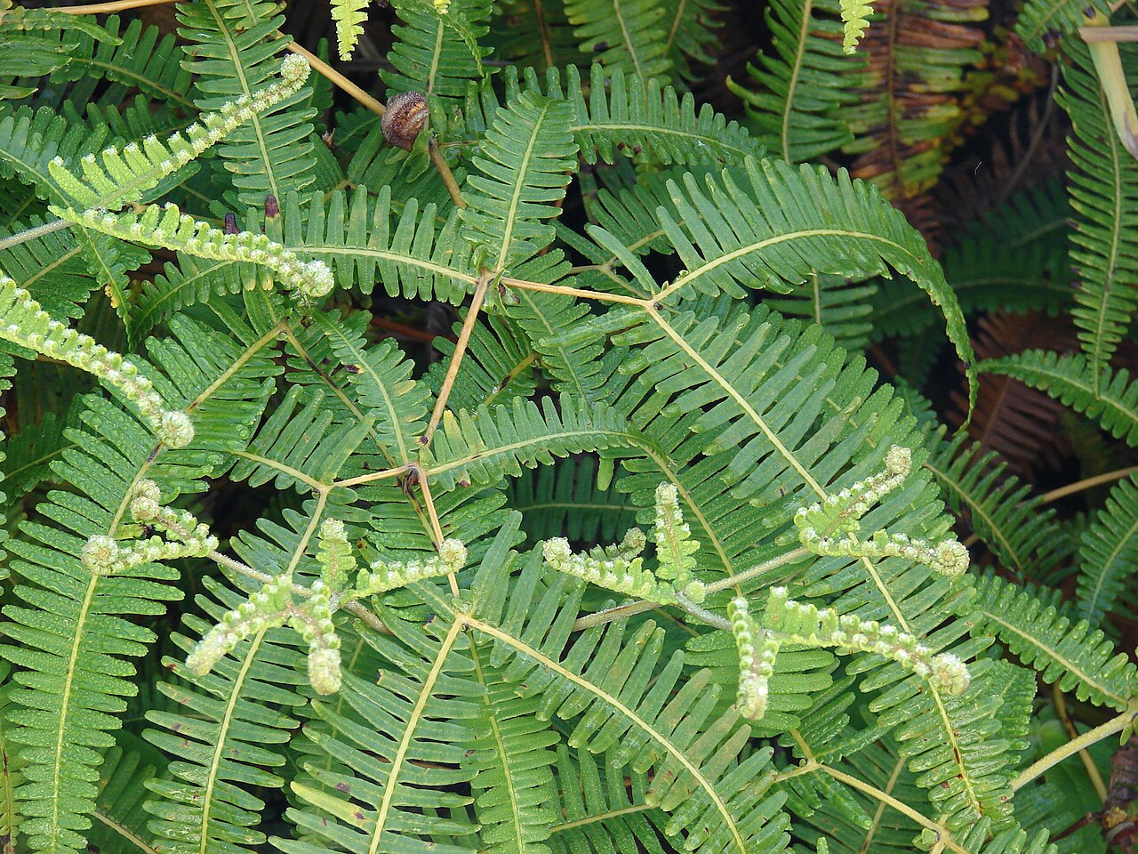 Uluhe (Dicranopteris linearis) - PlantNative.org Uluhe (Dicranopteris linearis) forking, scrambling fronds forming a dense thicket on Lanai, Hawaii