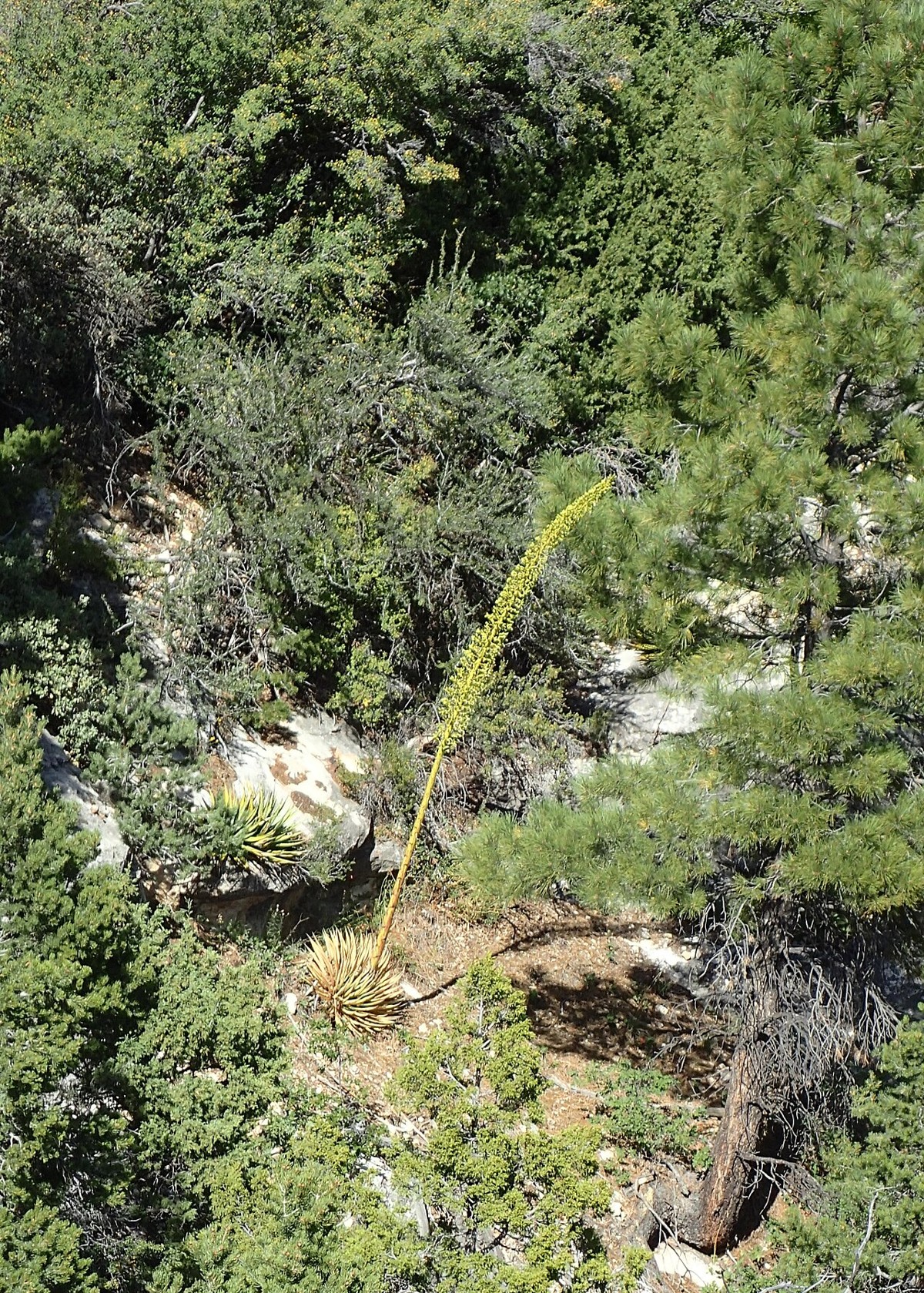 Utah Agave (Agave utahensis) - PlantNative.org Utah agave (Agave utahensis) growing among pinyon and juniper at the North Rim of Grand Canyon National Park, Arizona, with its flower stalk rising above the forest understory