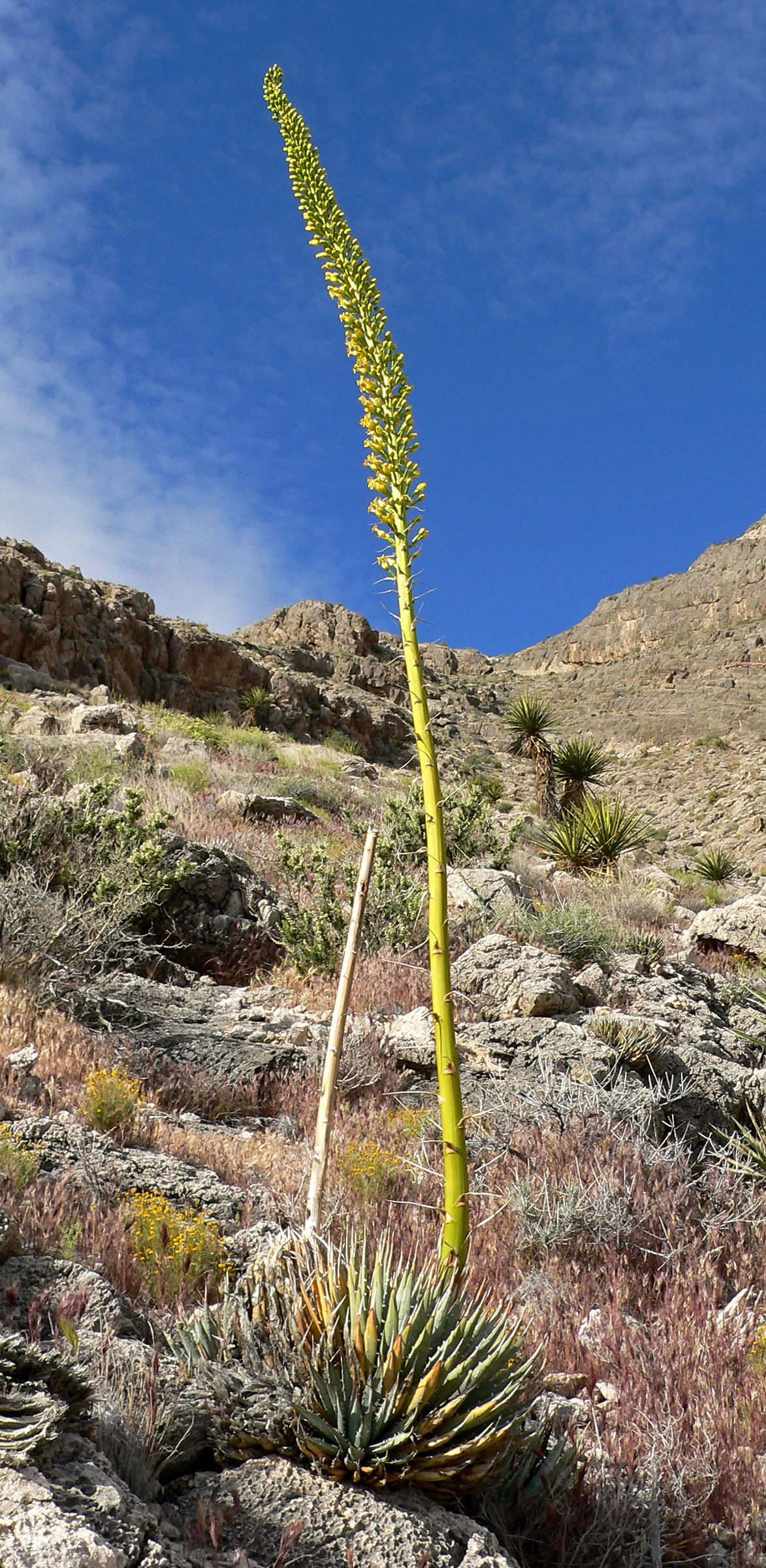 Utah Agave (Agave utahensis) - PlantNative.org Utah agave (Agave utahensis) in bloom on a rocky desert slope near Red Rock Canyon, Nevada, with its tall flower stalk rising above the spiny rosette