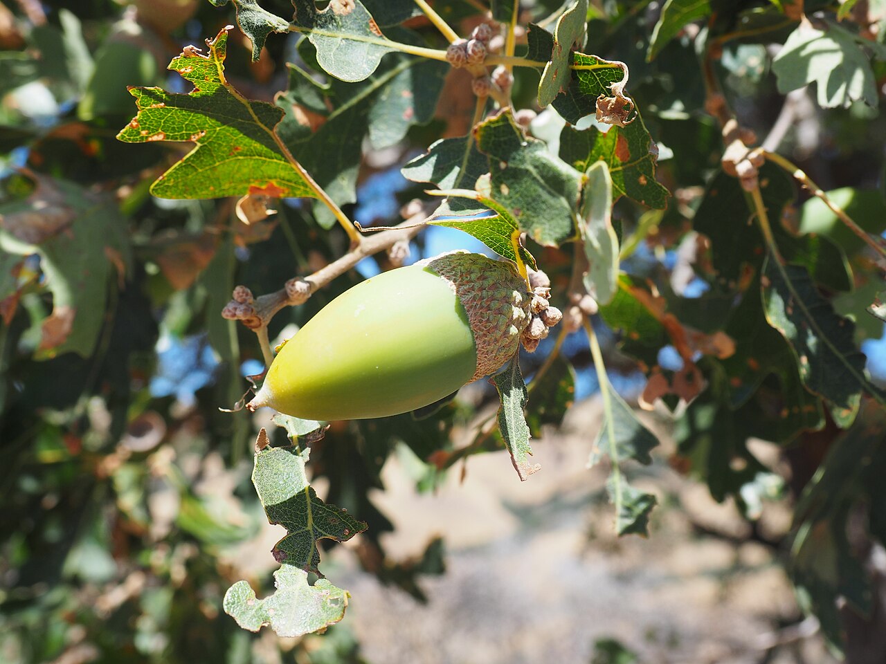 Valley Oak (Quercus lobata) - PlantNative.org Large elongated green acorn of Valley oak with pointed tip and warty cap among lobed leaves