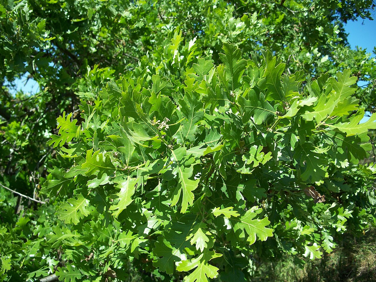 Valley Oak (Quercus lobata) - PlantNative.org Deeply lobed green Valley oak leaves with rounded lobes on a sunlit branch