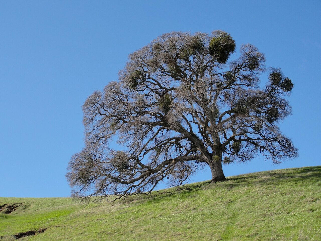 Valley Oak (Quercus lobata) - PlantNative.org Solitary winter Valley oak (Quercus lobata) with wide spreading, deeply weeping branch structure on a grassy Mount Diablo hillside