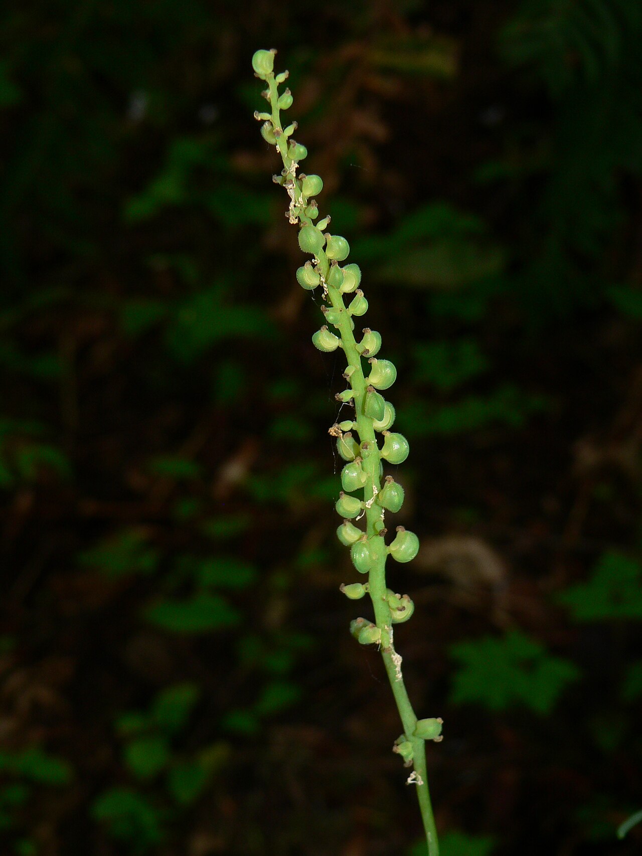 Vanilla Leaf (Achlys triphylla) - PlantNative.org Vanilla leaf developing fruit spike with small bristly green achenes