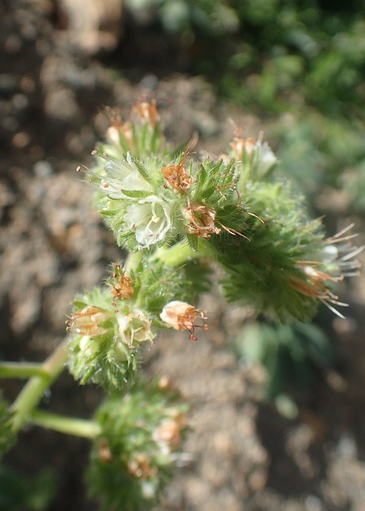 Close-up of varileaf phacelia flower clusters showing the coiled scorpioid cyme with small pale flowers and long exserted stamens