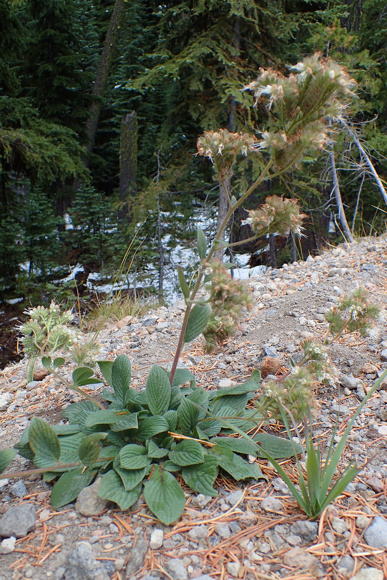 Varileaf phacelia (Phacelia heterophylla) growing with a basal leaf rosette and tall flowering stem on a gravelly forest slope