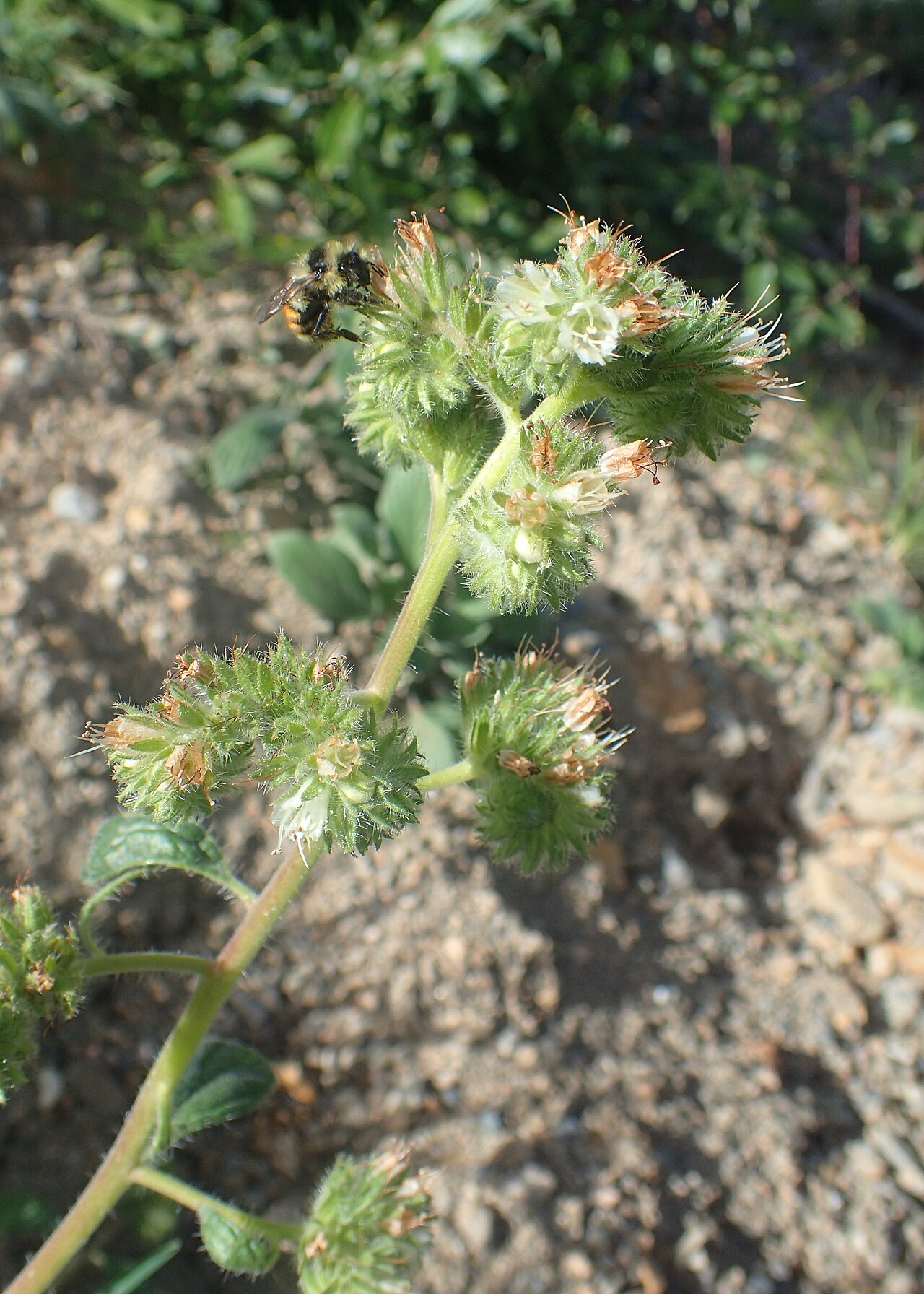 A bumblebee visiting the flower clusters of varileaf phacelia in Arapaho National Forest, Colorado