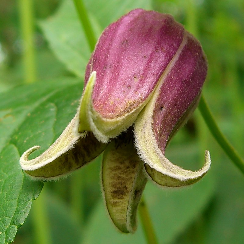 Extreme close-up of a single Clematis viorna flower showing its thick, leathery, urn-shaped purple sepals with curled, pale tips