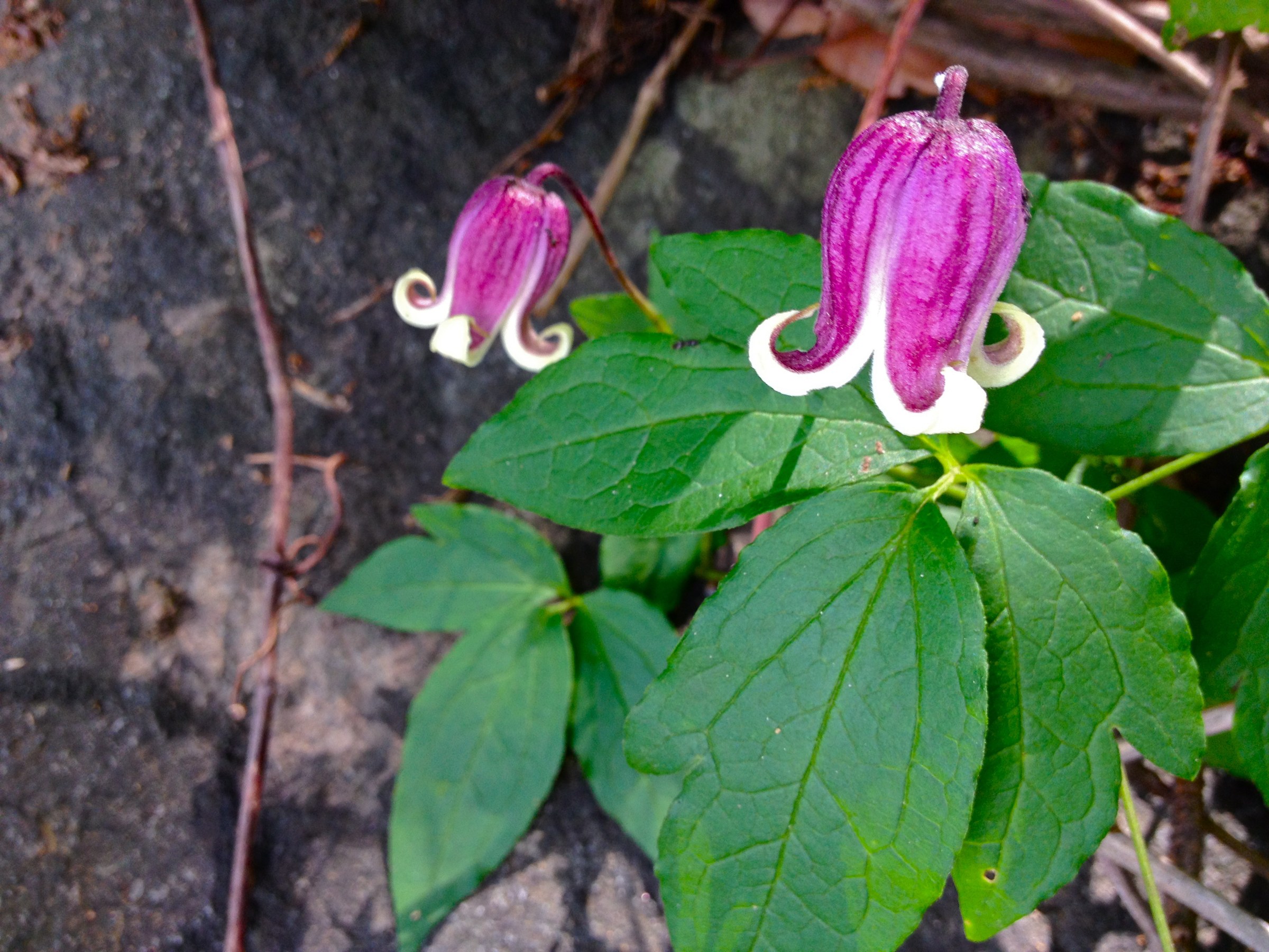 Clematis viorna (Vasevine or Leatherflower) vine with several nodding, urn-shaped purple-pink flowers and compound leaves growing wild along a rocky trail